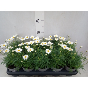 Argyranthemum  'La Rita Comp White'