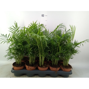 Chamaedorea elegans