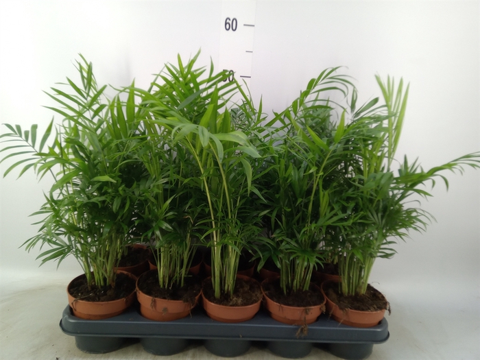 <h4>Chamaedorea elegans</h4>