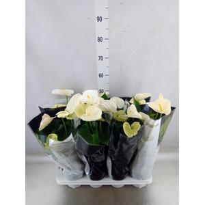 Anthurium andr. 'Alpine'