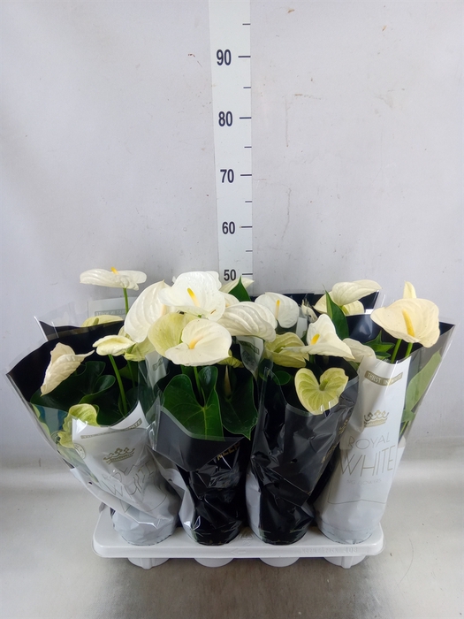 <h4>Anthurium andr. 'Alpine'</h4>