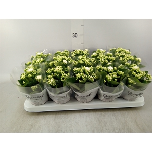 Kalanchoe blos. 'RosFlow Sia'