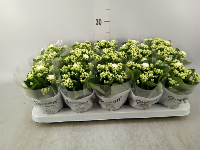 <h4>Kalanchoe blos. 'RosFlow Sia'</h4>