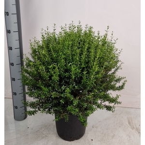 MYRTUS COM