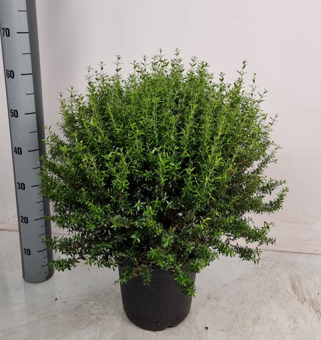<h4>MYRTUS COM</h4>