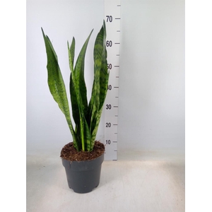 Sansevieria zeylanica