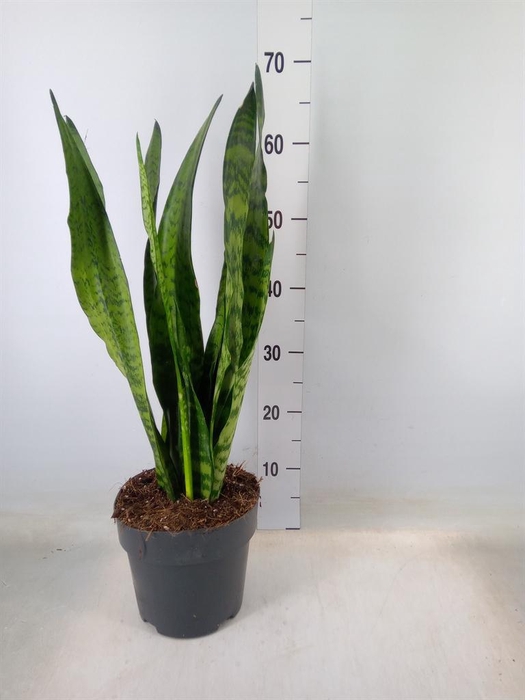 <h4>Sansevieria zeylanica</h4>