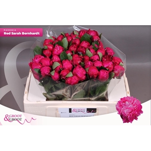 PAEO L RED SARAH BER