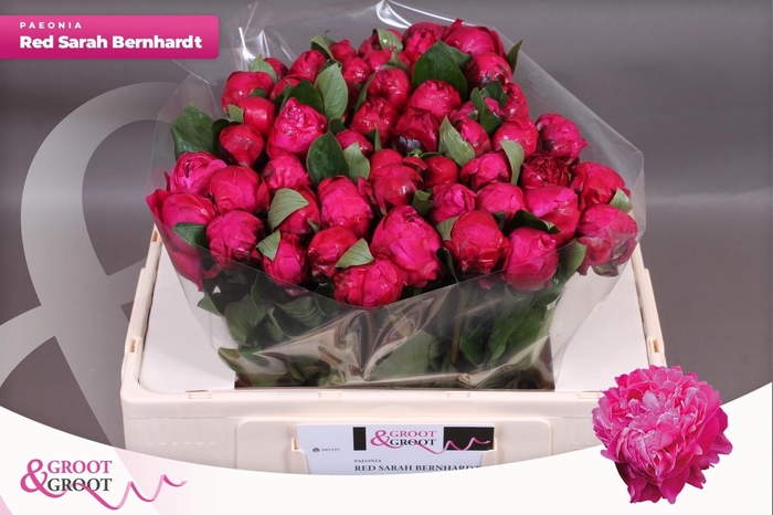 <h4>PAEO L RED SARAH BER</h4>