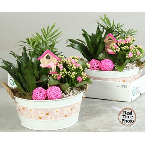 ARR KAMERPLANTEN H%