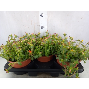 Portulaca   ...