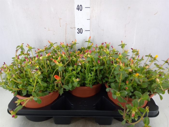 <h4>Portulaca   ...</h4>