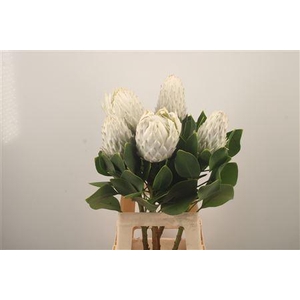 Protea Cy Arctic Ice