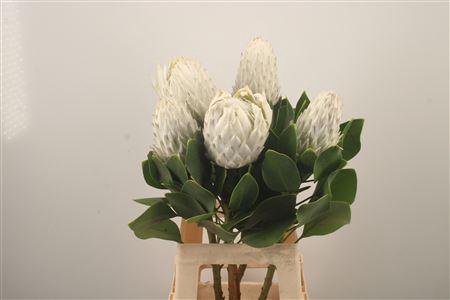 <h4>Protea Cy Arctic Ice</h4>