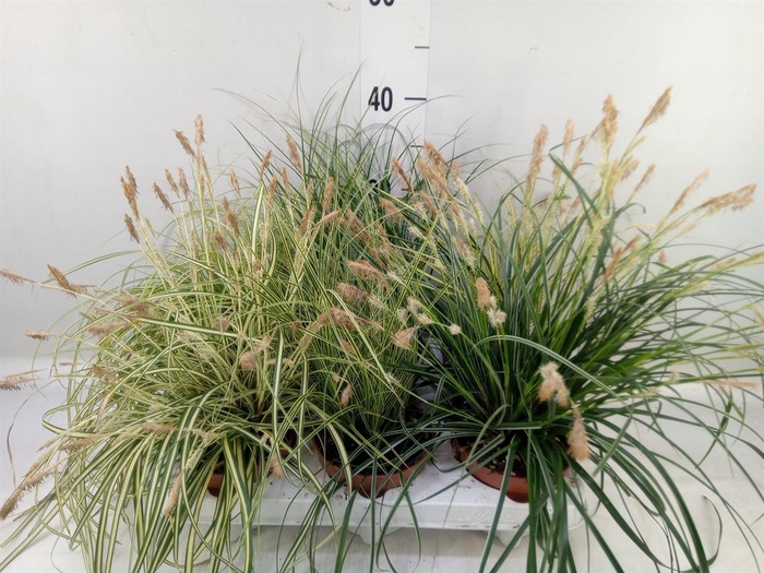 <h4>Carex   ...mix</h4>