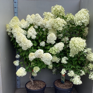 HYDR PANICULATA
