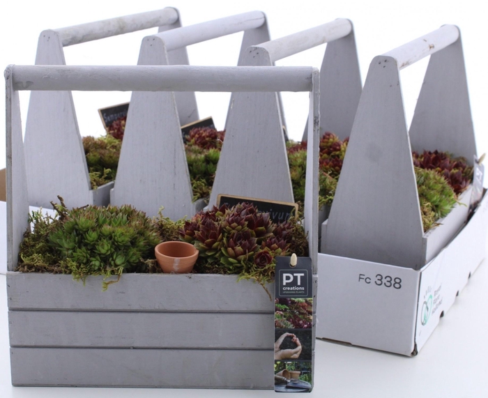 <h4>ARR SEMPERVIVUM</h4>