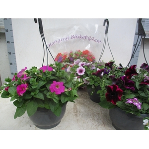 HANGING BASKETS