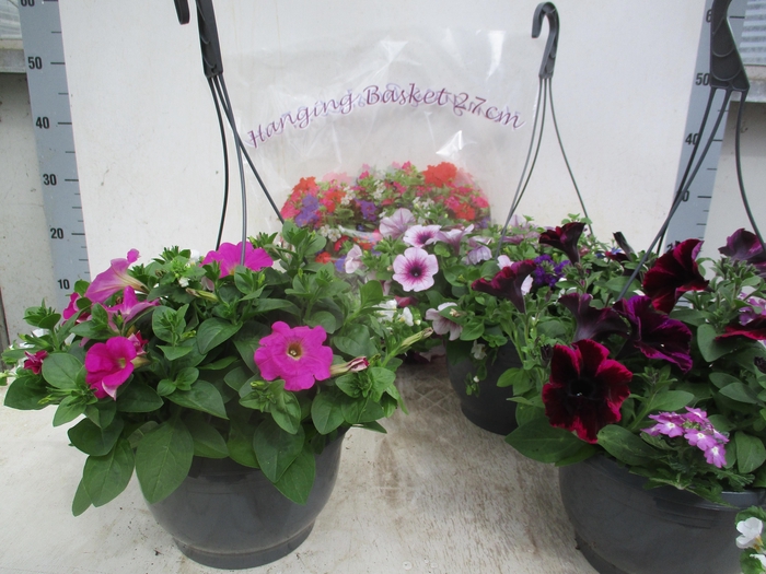 <h4>HANGING BASKETS</h4>