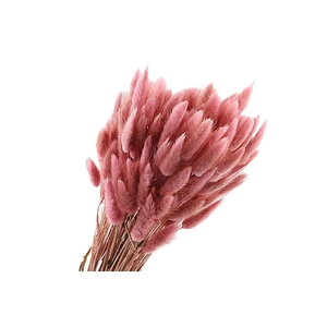 Lagurus Pink Old