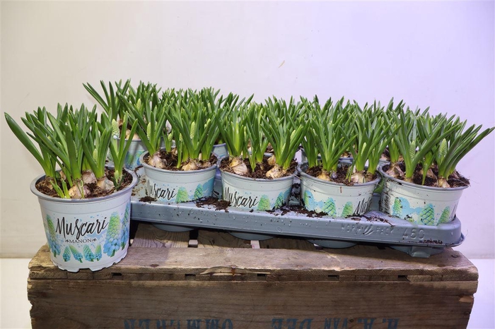 <h4>arr8 Muscar Manon</h4>