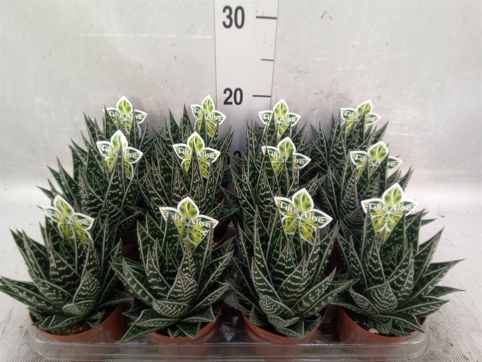 <h4>Aloe aristata 'Tiki Tahi'</h4>