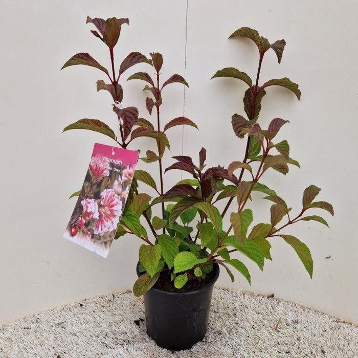 <h4>Viburnum bodnantense 'Dawn'</h4>