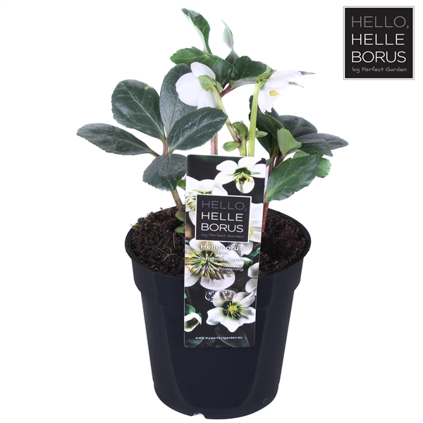 <h4>Helleborus niger Christmas Carol P12 (XS)</h4>