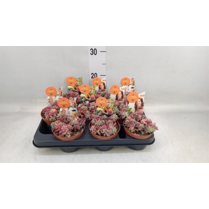 Sedum rubrotinctum 'Aurora'