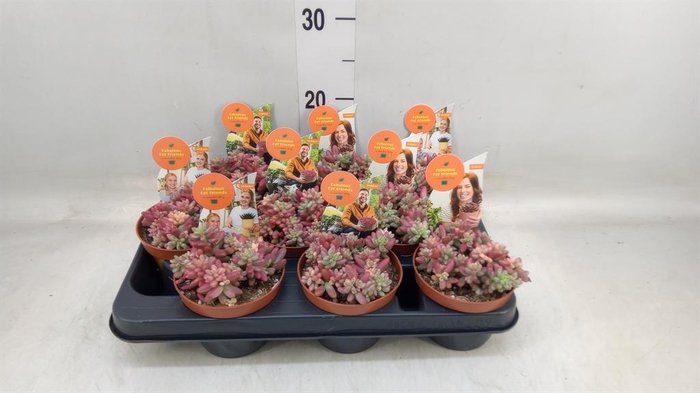 <h4>Sedum rubrotinctum 'Aurora'</h4>