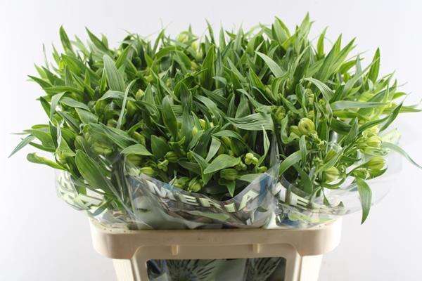 <h4>Alstr Virginia</h4>