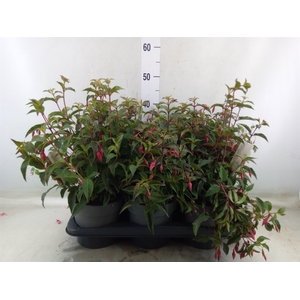 Fuchsia  'Madame Cornelissen'