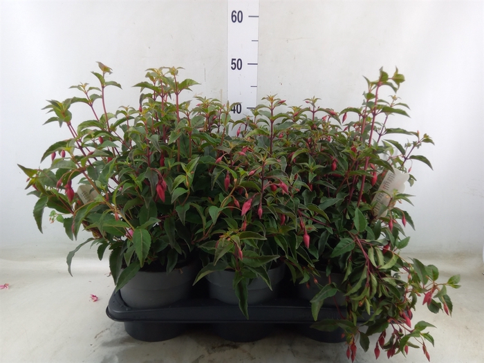 <h4>Fuchsia  'Madame Cornelissen'</h4>