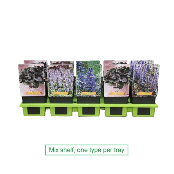 <h4>Ajuga mix 6x10 srt. per laag P11</h4>