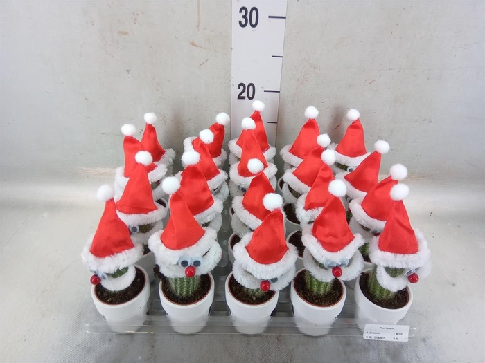 <h4>Cactus   ...decorated</h4>