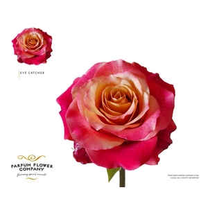 R Gr Garden Eye Catcher
