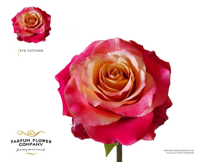 <h4>R Gr Garden Eye Catcher</h4>