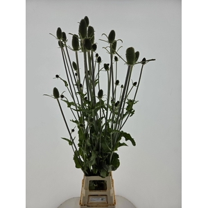 DIPSACUS