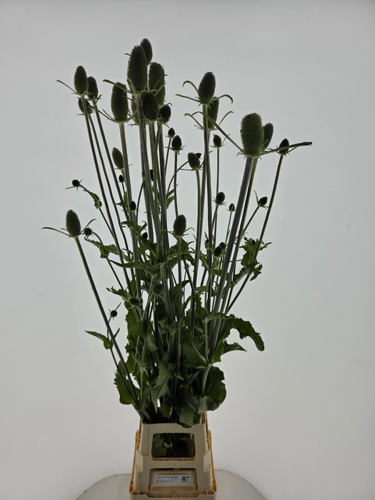 <h4>DIPSACUS</h4>