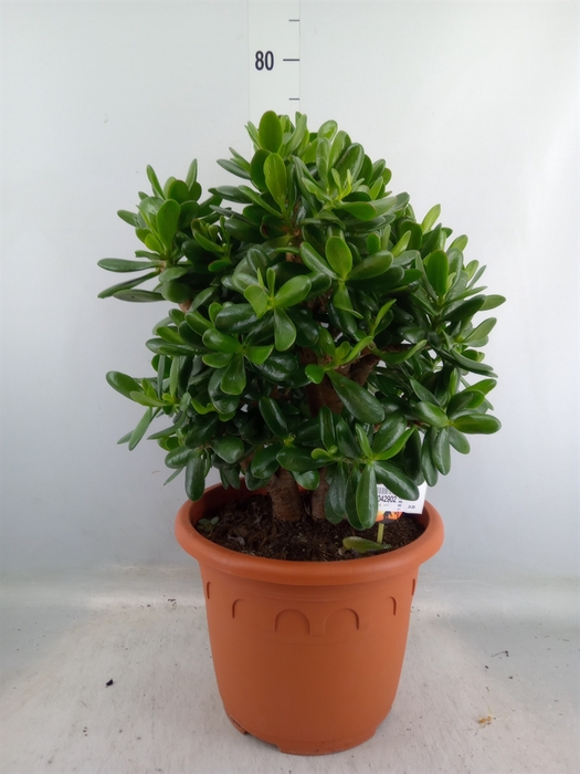 <h4>Crassula  'Magical Tree'</h4>