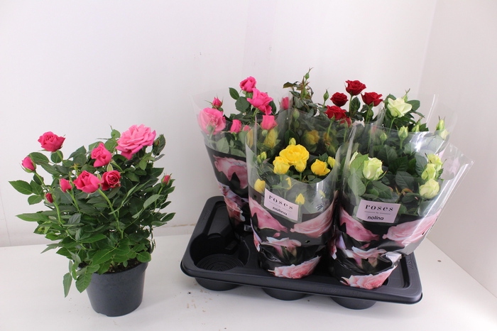 <h4>RO PALACE GEM 4 SRT</h4>