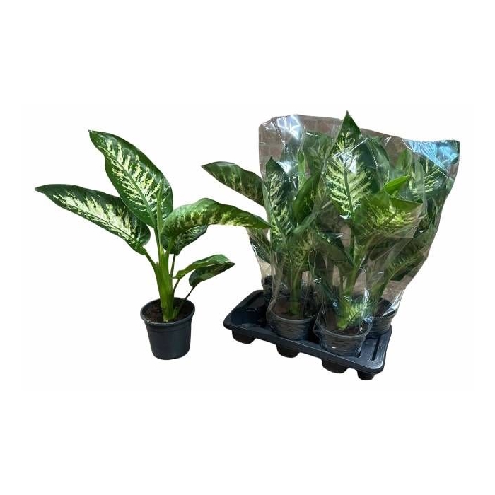 <h4>DIEFF SE TROPIC SNOW</h4>