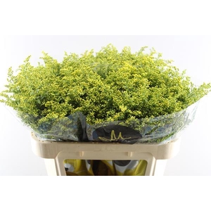 Solidago Carzan Glory L70/40g