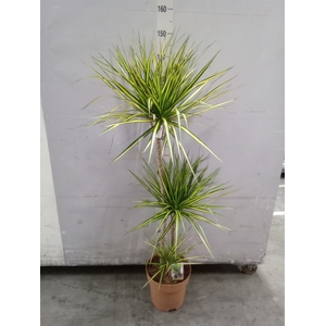 Dracaena marg. 'Sunray'