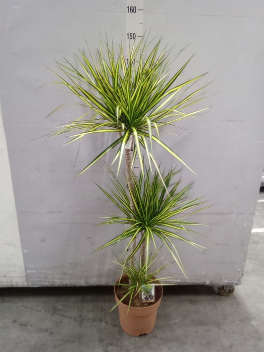 <h4>Dracaena marg. 'Sunray'</h4>