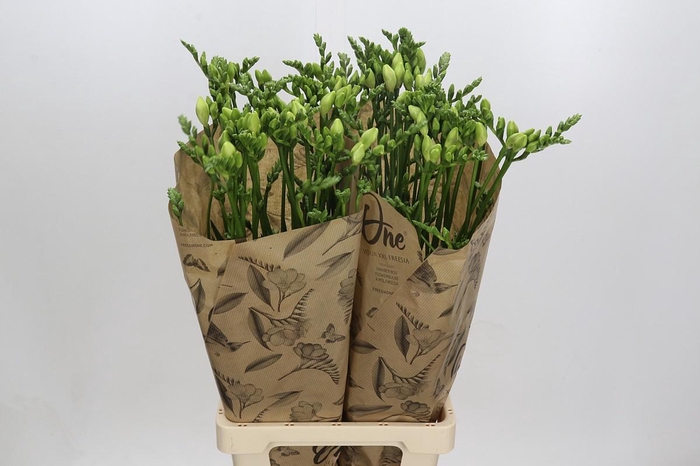 Freesia One Xxl White