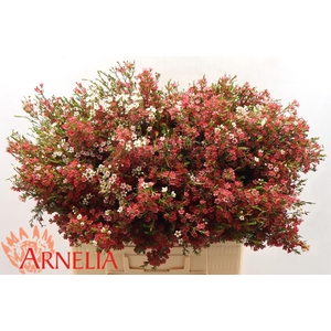 CHAME UN MY SWEET 16