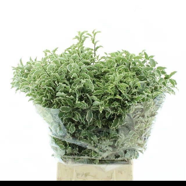 <h4>PITTOSPORUM BS</h4>