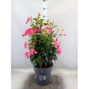 Mandevilla   ...