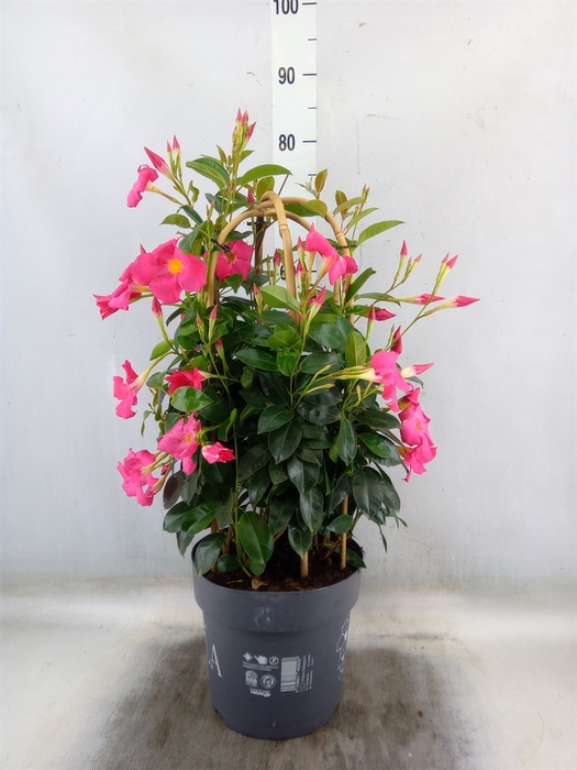 <h4>Mandevilla   ...</h4>